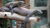 Saat ini Taman Safari Indonesia di Cisarua, Bogor, memiliki koleksi 10 ekor komodo.  