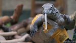 Igit Siswangki, Keeper TSI yang Tiga Kali Digigit Komodo