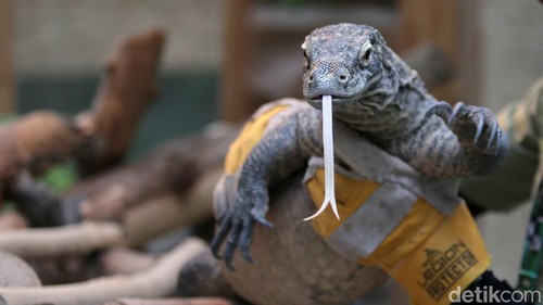 Igit Siswangki merupakan perawat atau keeper komodo di Taman Safari Indonesia. Meski sempat tiga kali digigit, Igit tetap merawat komodo dengan sepenuh hati.