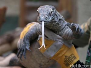 3 Warga Jadi Korban, Begini Bahaya dan Cara Mengatasi Gigitan Komodo