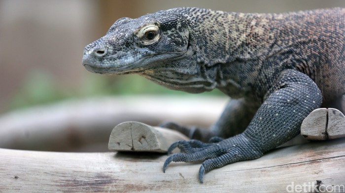 Igit Siswangki merupakan perawat atau keeper komodo di Taman Safari Indonesia. Meski sempat tiga kali digigit, Igit tetap merawat komodo dengan sepenuh hati.