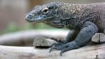 Igit Siswangki, Keeper TSI yang Tiga Kali Digigit Komodo