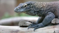 Komodo dinilai merupakan reptil yang cukup berbahaya. Namun, hingga kini perdebatan antara para pakar masih terjadi terkait liur komodo yang memiliki bakteri mematikan.  