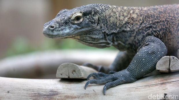 Igit Siswangki merupakan perawat atau keeper komodo di Taman Safari Indonesia. Meski sempat tiga kali digigit, Igit tetap merawat komodo dengan sepenuh hati.