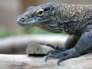 Gagal Buru Kambing, Komodo Gigit Warga di NTT