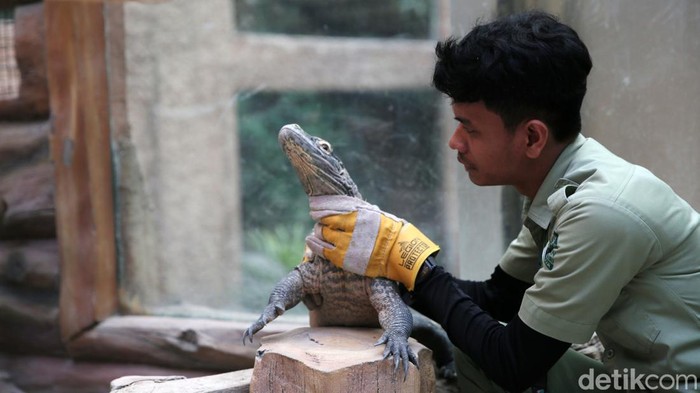Igit Siswangki, Keeper TSI yang Tiga Kali Digigit Komodo Igit Siswangki merupakan perawat atau keeper komodo di Taman Safari Indonesia. Meski sempat tiga kali digigit, Igit tetap merawat komodo dengan sepenuh hati.