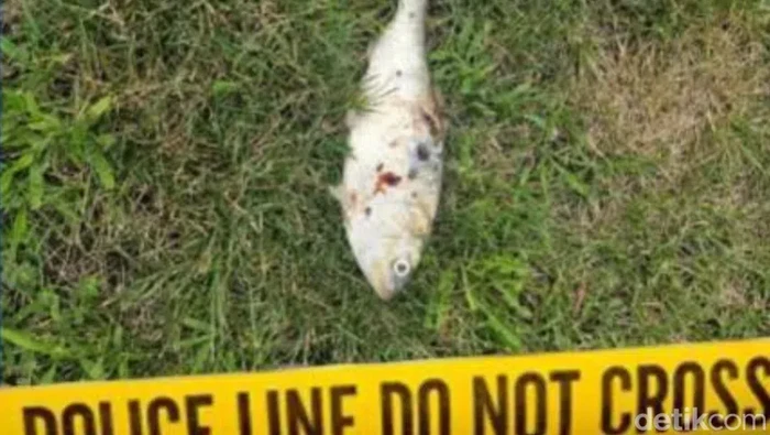 Ikan jatuh dari langit dan membuat rumah mati listrik.