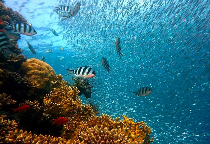 Keindahan bawah laut