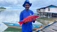 Mayoritas komoditas utama para nelayan di Biak adalah ikan kerapu sunu atau yang lebih dikenal dengan ikan kerapu merah.