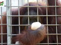 Manusia Bisa Lebih Jahat dari Iblis: Pony, Orang Utan yang Jadi Budak Seks