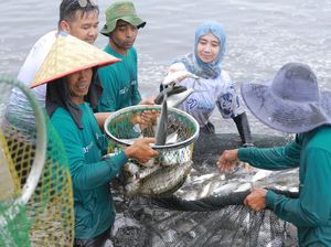 Melihat Panen Ikan Bandeng di Desa Meunasah Asan Aceh