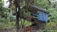 Di daerah Petobo dan Balaroa dimana terjadi likuifaksi kini ditinggalkan oleh warga dan dibiarkan tumbuh ilang-ilang dan pohon yang menghijaukan kawasan. Pemerintah melarang warga untuk tinggal dikawasan tersebut dan direncanakan menjadi ruang terbuka hijau. 2 daerah tersebut kini menjadi lahan untuk menggembala hewan ternak seperti sapi.