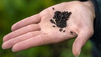 Hutan di pegunungan Harz itu tampak makin meranggas ulah kumbang kulit kayu yang berukuran lebih kecil dari kumbang biasa. 