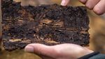 Pegunungan Harz Jerman Meranggas Dikunyah Kumbang