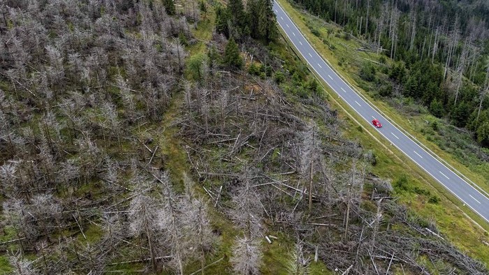 Pegunungan Harz Jerman Meranggas Dikunyah Kumbang Cars pass dead trees in Lower-Saxony state forests at the Harz mountains near Clausthal-Zellerfeld, Germany, Friday, July 28, 2023. (AP Photo/Matthias Schrader)