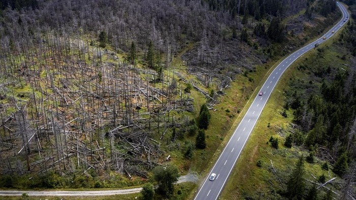 Pegunungan Harz Jerman Meranggas Dikunyah Kumbang Cars pass dead trees in Lower-Saxony state forests at the Harz mountains near Clausthal-Zellerfeld, Germany, Friday, July 28, 2023. (AP Photo/Matthias Schrader)
