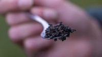 Kumbang-kumbang ini menghasilkan larva jauh lebih banyak dari biasanya di pohon-pohon buntut hutan yang mengering dan cuaca yang lebih hangat akibat fenomena perubahan iklim global. 