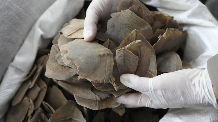 Thai officers displays seized pangolin scales during a news conference at the Natural Resources and Environmental Crime Division in Bangkok, Thailand, Thursday, Aug. 17, 2023. Thai authorities say they have seized more than a ton of pangolin scales worth over 50 million baht ($1.4 million) believed to be on the way out of the country through a land border. (AP Photo/Sakchai Lalit)