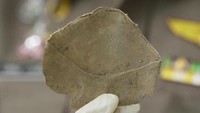Sisik trenggiling terbuat sepenuhnya dari keratin, bahan yang juga terdapat pada kuku manusia. Bahan ini dihargai sangat tinggi di Vietnam dan China yang menganggapnya sebagai obat berkhasiat.