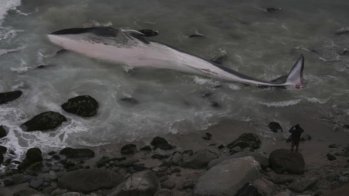 Seekor paus ditemukan mati terdampar di Pantai Punta Hermosa, Lima, Peru, Kamis (7/8/2023) waktu setempat.