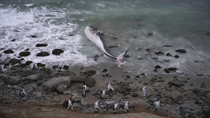 Seekor paus ditemukan mati terdampar di Pantai Punta Hermosa, Lima, Peru, Kamis (7/8/2023) waktu setempat.