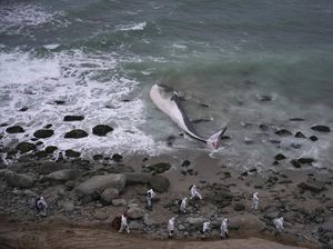 Seekor Paus Mati Terdampar di Peru