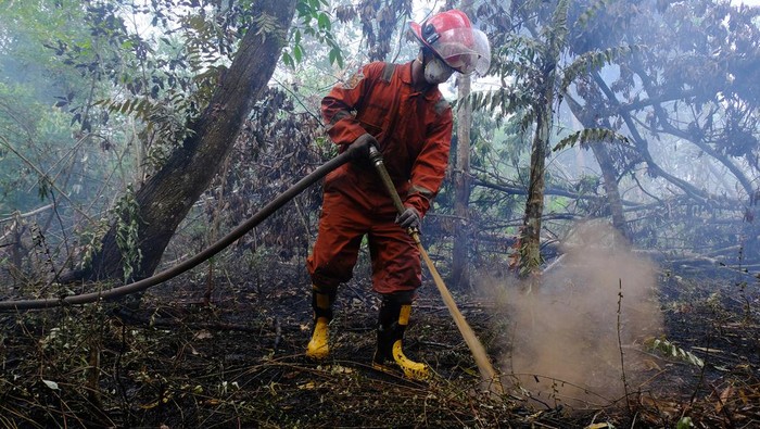 Relawan Tim Cegah Api (TCA) Greenpeace Indonesia melakukan pembasahan ke tanah gambut yang terbakar di Dusun Bunga Baru, Desa Madusari, Kecamatan Sungai Raya, Kabupaten Kubu Raya, Kalimantan Barat, Kamis (17/8/2023). Tim TCA Greenpeace Indonesia telah melakukan pemadaman kebakaran hutan dan lahan gambut seluas 160 hektar di daerah tersebut sejak Senin (14/8). ANTARA FOTO/Jessica Wuysang/Spt.