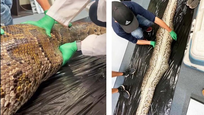 Ular piton makan aligator