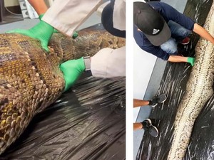 Ular Piton 5 Meter Ditemukan Lahap Alligator di Taman Nasional Everglades