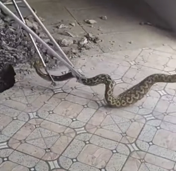 Ular piton masuk rumah warga di Parepare.