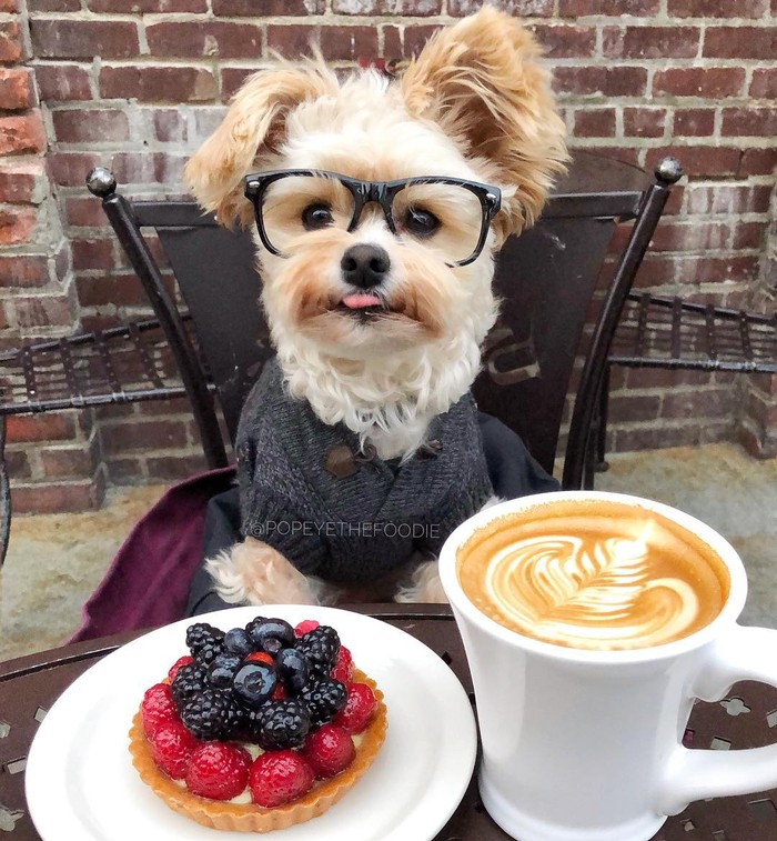 Gemas!  Anjing Liar Ini Kini Jadi Foodies dan Selebgram Hobi Makan