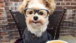 Gemas! Anjing Liar Ini Kini Jadi Foodies dan Selebgram Hobi Makan