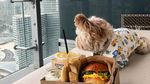 Gemas! Anjing Liar Ini Kini Jadi Foodies dan Selebgram Hobi Makan