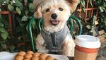 Gemas! Anjing Liar Ini Kini Jadi Foodies dan Selebgram Hobi Makan