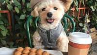 Popeye suka berpose di hadapan makanan, tapi Popeye tidak memakannya. Kami selalu memberinya camilan yang aman untuk anjing,  Foto: Instagram @popeyethefoodie
