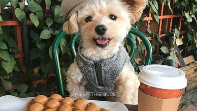 Gemas! Anjing Liar Ini Kini Jadi Foodies dan Selebgram Hobi Makan