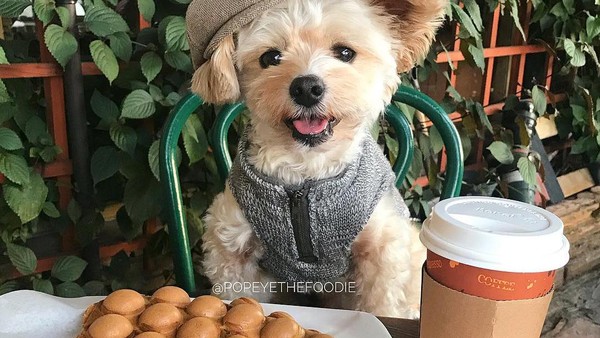 Gemas! Anjing Liar Ini Kini Jadi Foodies dan Selebgram Hobi Makan