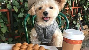 Gemas! Anjing Liar Ini Kini Jadi Foodies dan Selebgram Hobi Makan