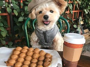 Gemas! Anjing Liar Ini Kini Jadi Foodies dan Selebgram Hobi Makan