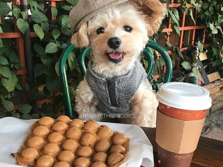 Gemas! Anjing Liar Ini Kini Jadi Foodies dan Selebgram Hobi Makan