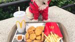 Gemas! Anjing Liar Ini Kini Jadi Foodies dan Selebgram Hobi Makan