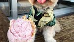 Gemas! Anjing Liar Ini Kini Jadi Foodies dan Selebgram Hobi Makan