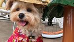 Gemas! Anjing Liar Ini Kini Jadi Foodies dan Selebgram Hobi Makan