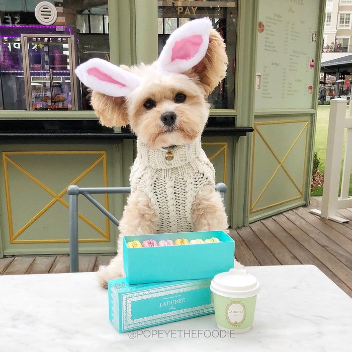 Gemas!Β Anjing Liar Ini Kini Jadi Foodies dan Selebgram Hobi Makan Gemas!Β Anjing Liar Ini Kini Jadi Foodies dan Selebgram Hobi Makan