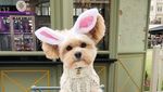 Gemas! Anjing Liar Ini Kini Jadi Foodies dan Selebgram Hobi Makan