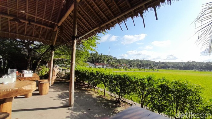Kafe di Pangandaran dengan pemandangan hamparan sawah.