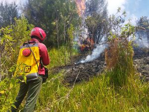 Hutan Oro-oro Ombo Semeru Terbakar