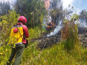 Hutan Oro-oro Ombo Semeru Terbakar