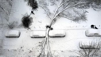 Dua mobil di Rusia sangat beruntung tidak terkena pohon besar yang jatuh saat badai salju. Foto: Bored Panda