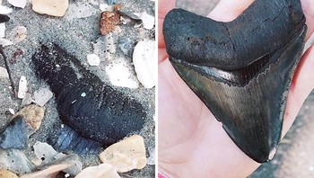 Menemukan fosil gigi megalodon saat berjalan di pantai. Megalodon adalah hiu terbesar dalam sejarah dan hidup ratusan juta tahun silam. Foto: Bored Panda